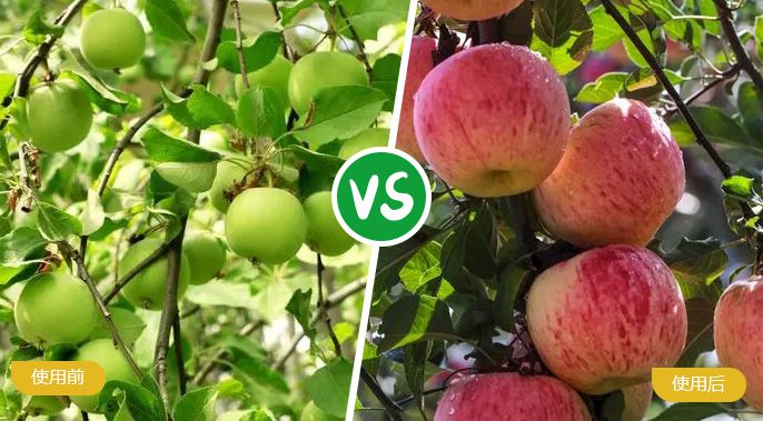 蘋(píng)果施著色葉面肥后著色均勻，甜度高