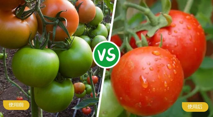 西紅柿施著色葉面肥后著色均勻，甜度高