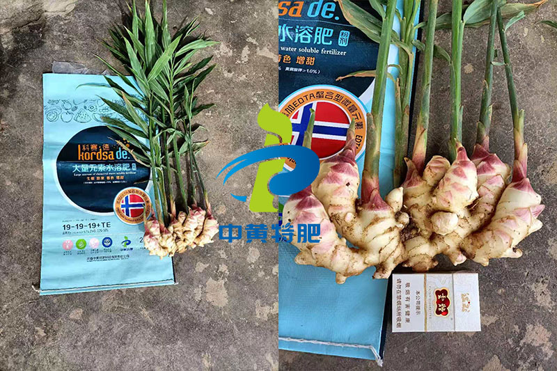 科賽德水溶肥大姜使用反饋圖 科賽德水溶肥大姜使用反饋圖